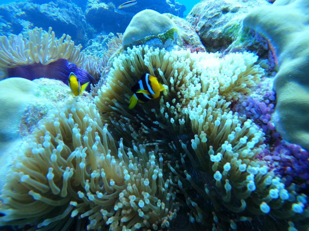 Coral Beach Maldives Hangnaameedhoo Buitenkant foto