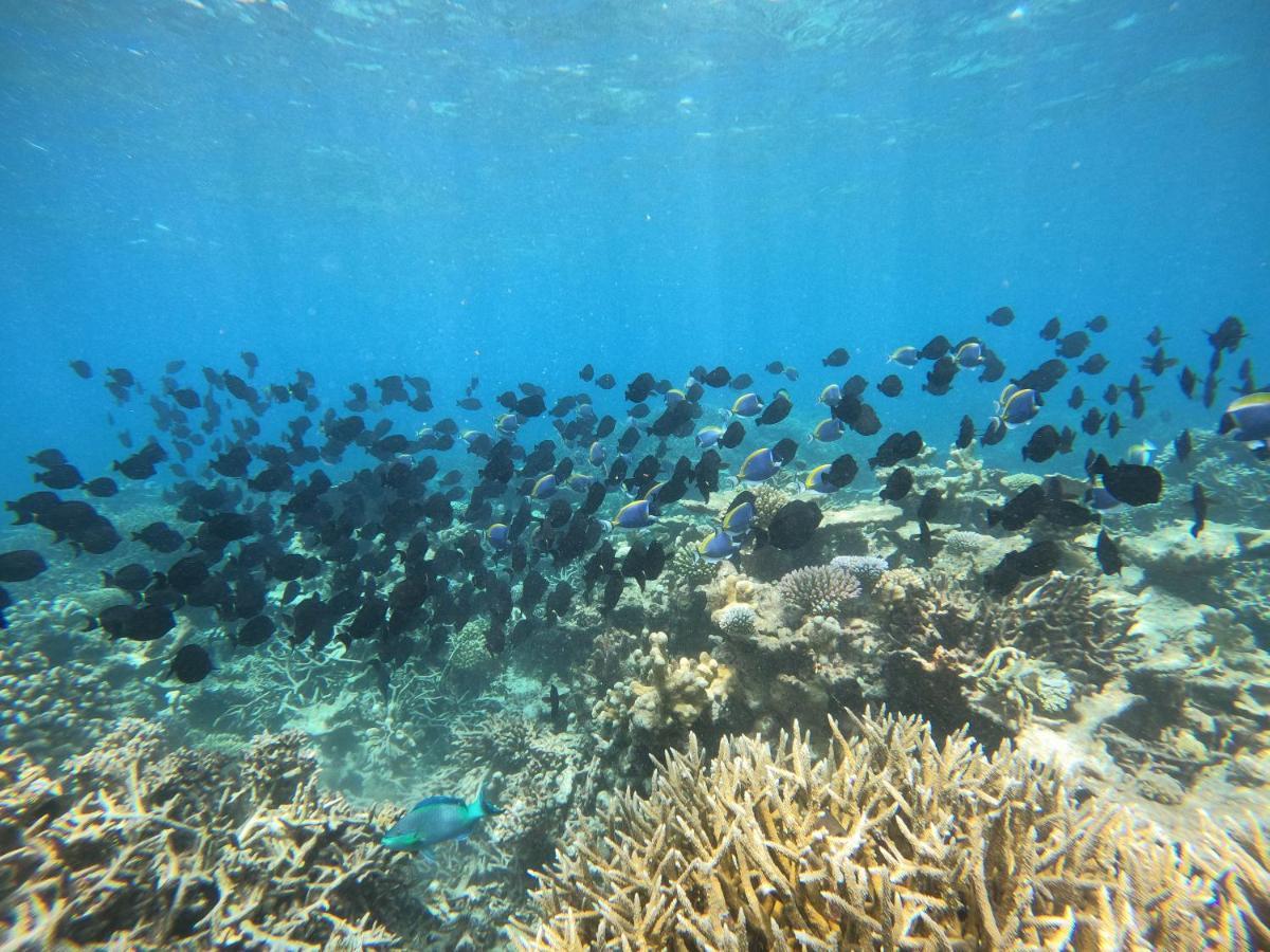 Coral Beach Maldives Hangnaameedhoo Buitenkant foto